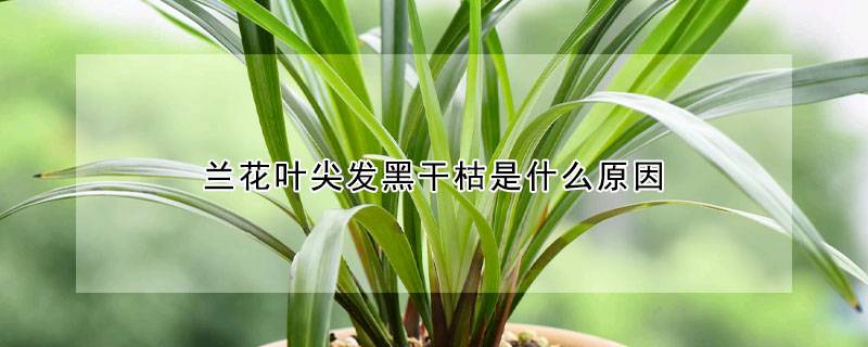 蘭花葉尖發(fā)黑干枯是什么原因