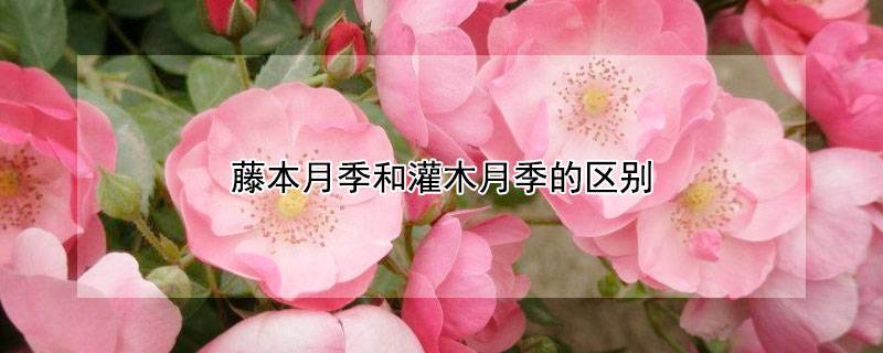 藤本月季和灌木月季的區(qū)別