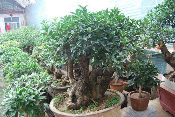盆栽桂花移栽后管理方法，讓植株盡快適應(yīng)是關(guān)鍵