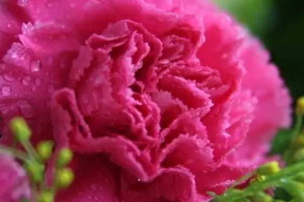 康乃馨和百合哪個(gè)花期長(zhǎng)