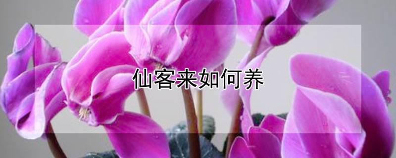 仙客來如何養(yǎng)