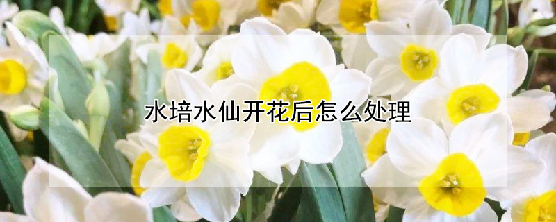 水培水仙開(kāi)花后怎么處理