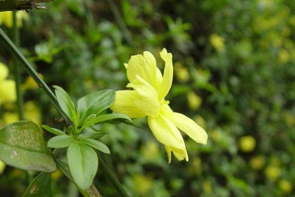 迎春花移栽后幾天能生根發(fā)芽