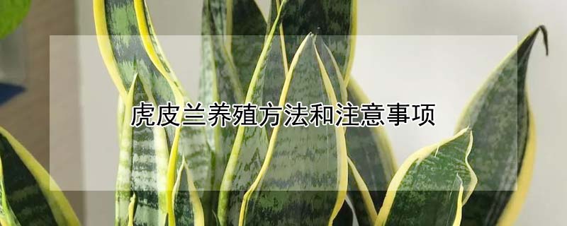 虎皮蘭養(yǎng)殖方法和注意事項