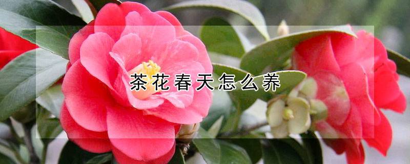 茶花春天怎么養(yǎng)