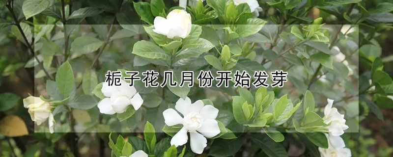 梔子花幾月份開(kāi)始發(fā)芽