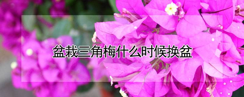 盆栽三角梅什么時(shí)候換盆