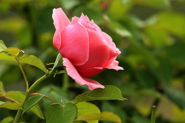 月季花為什么只有一個(gè)枝條長(zhǎng)得快