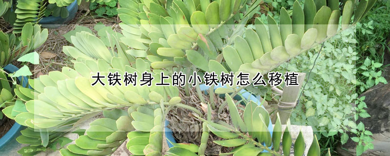 大鐵樹(shù)身上的小鐵樹(shù)怎么移植