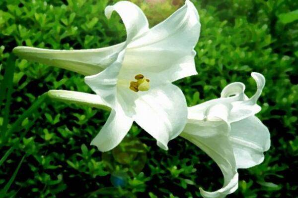 香水百合的花期，每年的夏季開花（花期在2個月左右）