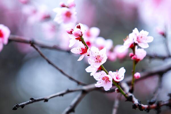 桃花具體什時候開