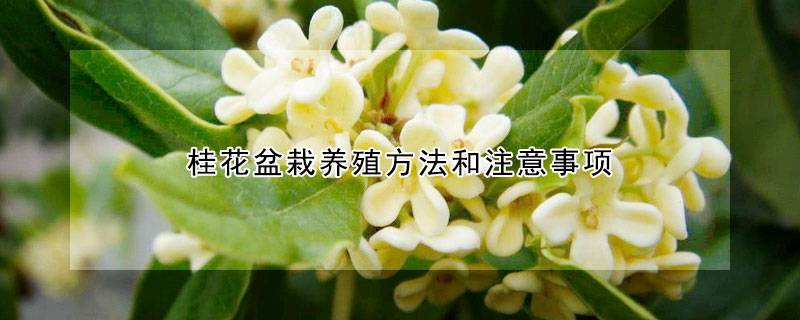 桂花盆栽養(yǎng)殖方法和注意事項
