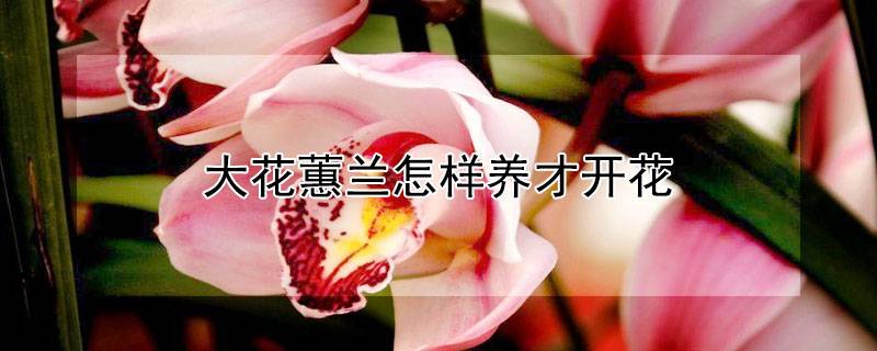 大花蕙蘭怎樣養(yǎng)才開花
