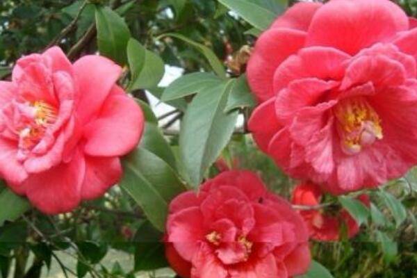 茶花開(kāi)花后怎么修剪