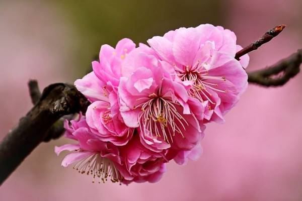 北方盆栽梅花怎么過(guò)冬