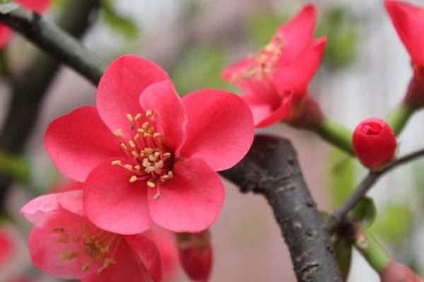 海棠花的養(yǎng)殖方法和注意事項(xiàng)，生長(zhǎng)旺期及時(shí)追肥
