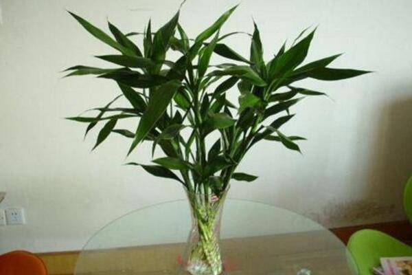富貴竹怎么水養(yǎng)才旺盛，勤換水并保持養(yǎng)分充足