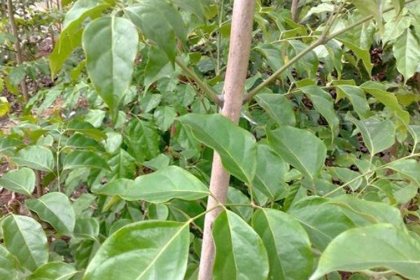 綠寶樹(shù)開(kāi)花有什么預(yù)兆