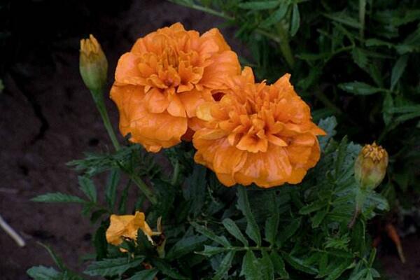 菊花葉子枯萎了怎么辦，找到病害原因并及時(shí)處理