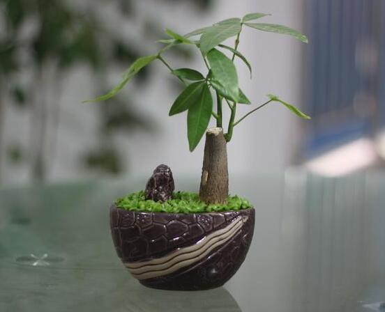 家里養(yǎng)的發(fā)財樹葉子發(fā)黃怎么辦，教你四種最有效的解決方法恢復綠意