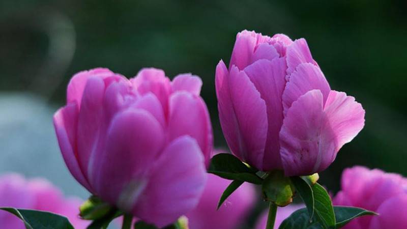芍藥花什么時(shí)候發(fā)芽