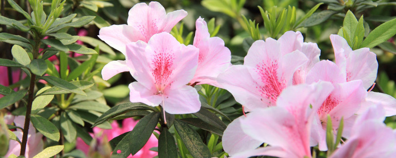 怎樣養(yǎng)杜鵑花才能有花蕾