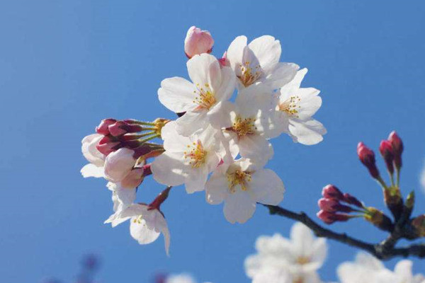 中國(guó)櫻花開花時(shí)間