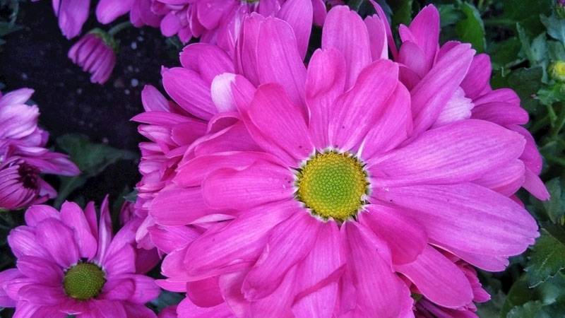 富貴菊的養(yǎng)殖方法和注意事項(xiàng)