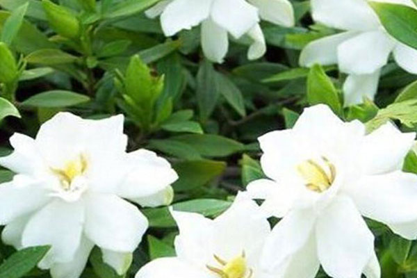 小葉梔子花的養(yǎng)殖方法和注意事項