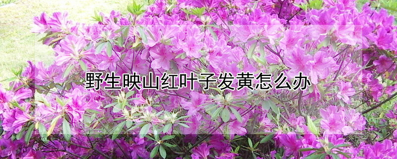 野生映山紅葉子發(fā)黃怎么辦