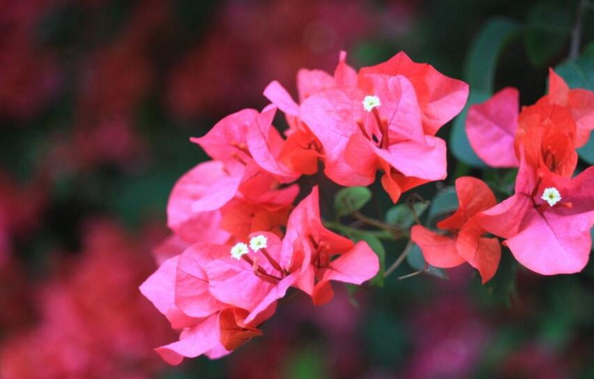 三角梅花期什么時候，養(yǎng)的好一年四季都可以開花