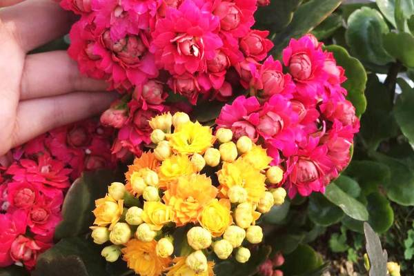 長(zhǎng)壽花冬天開花嗎