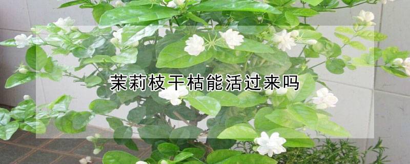 茉莉枝干枯能活過(guò)來(lái)嗎