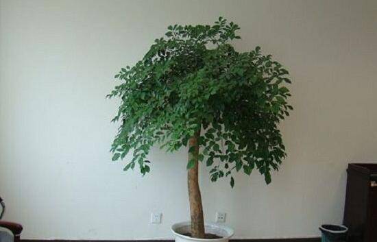 幸福樹病蟲害，盤點(diǎn)最常見的四種病蟲害防治大全