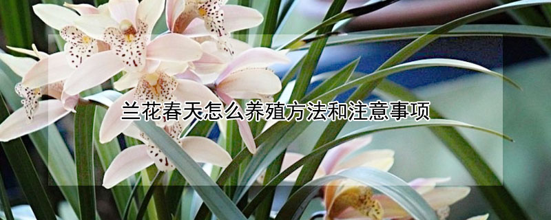 蘭花春天怎么養(yǎng)殖方法和注意事項(xiàng)
