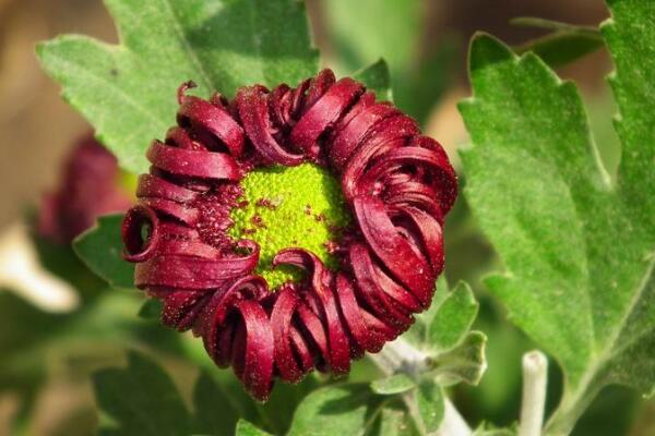 菊花葉子枯萎了怎么辦，找到病害原因并及時(shí)處理