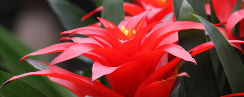 鴻運(yùn)當(dāng)頭怎樣養(yǎng)才能紅