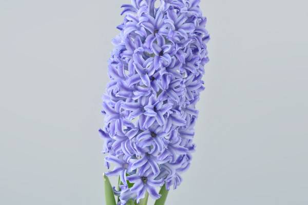 風信子一年能開幾次花
