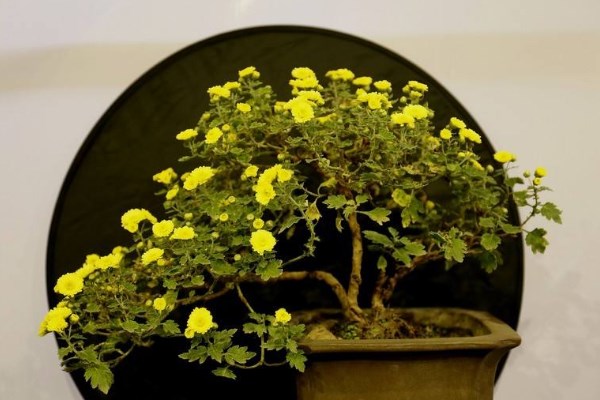菊花怎么催花，保證養(yǎng)分充足并加強(qiáng)光照