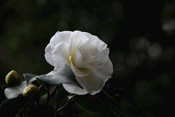 山茶花的寓意是什么，山茶花花語：理想的愛、謙讓