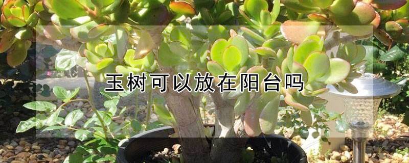 玉樹可以放在陽臺(tái)嗎