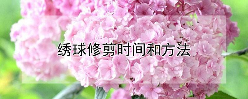 繡球修剪時(shí)間和方法