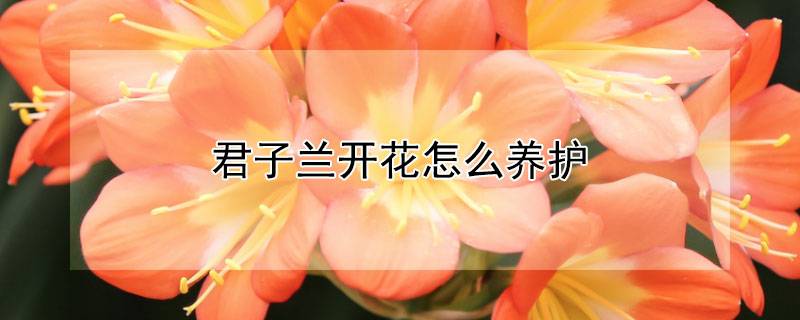 君子蘭開花怎么養(yǎng)護(hù)