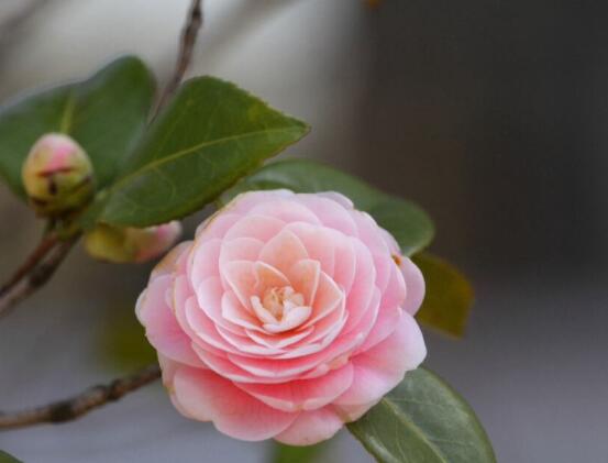 山茶花作用是什么，美容養(yǎng)顏、滋養(yǎng)肌膚、凈化空氣