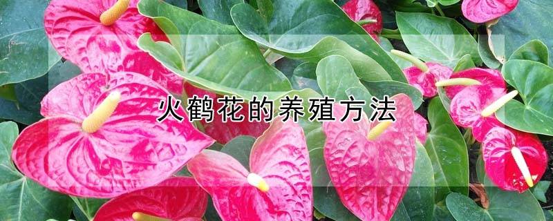 火鶴花的養(yǎng)殖方法