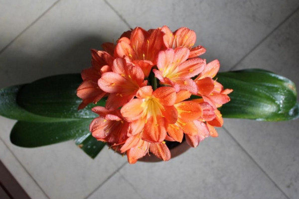 君子蘭怎么養(yǎng)才能開(kāi)花，保證光照、養(yǎng)分充足