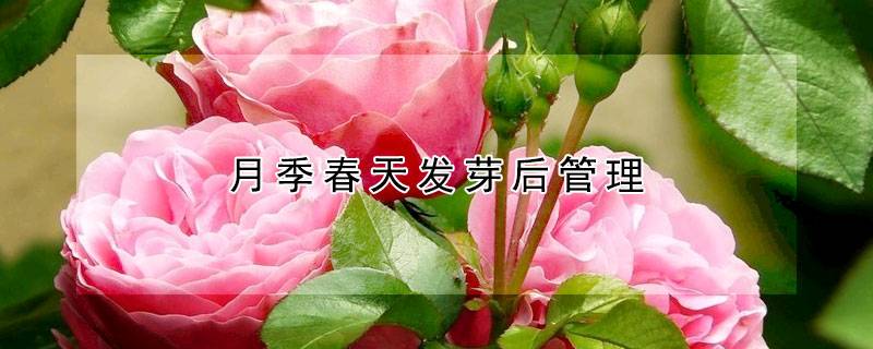 月季春天發(fā)芽后管理