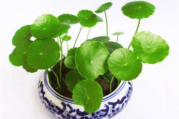 銅錢草可以放客廳嗎，可以/寓意家庭圓滿、招財(cái)進(jìn)寶
