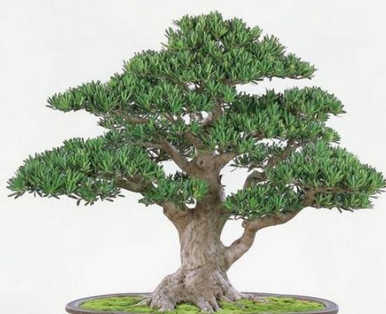羅漢松寓意是什么，意著招財進(jìn)寶、長壽吉祥(美好)