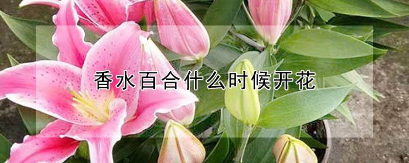 香水百合什么時候開花